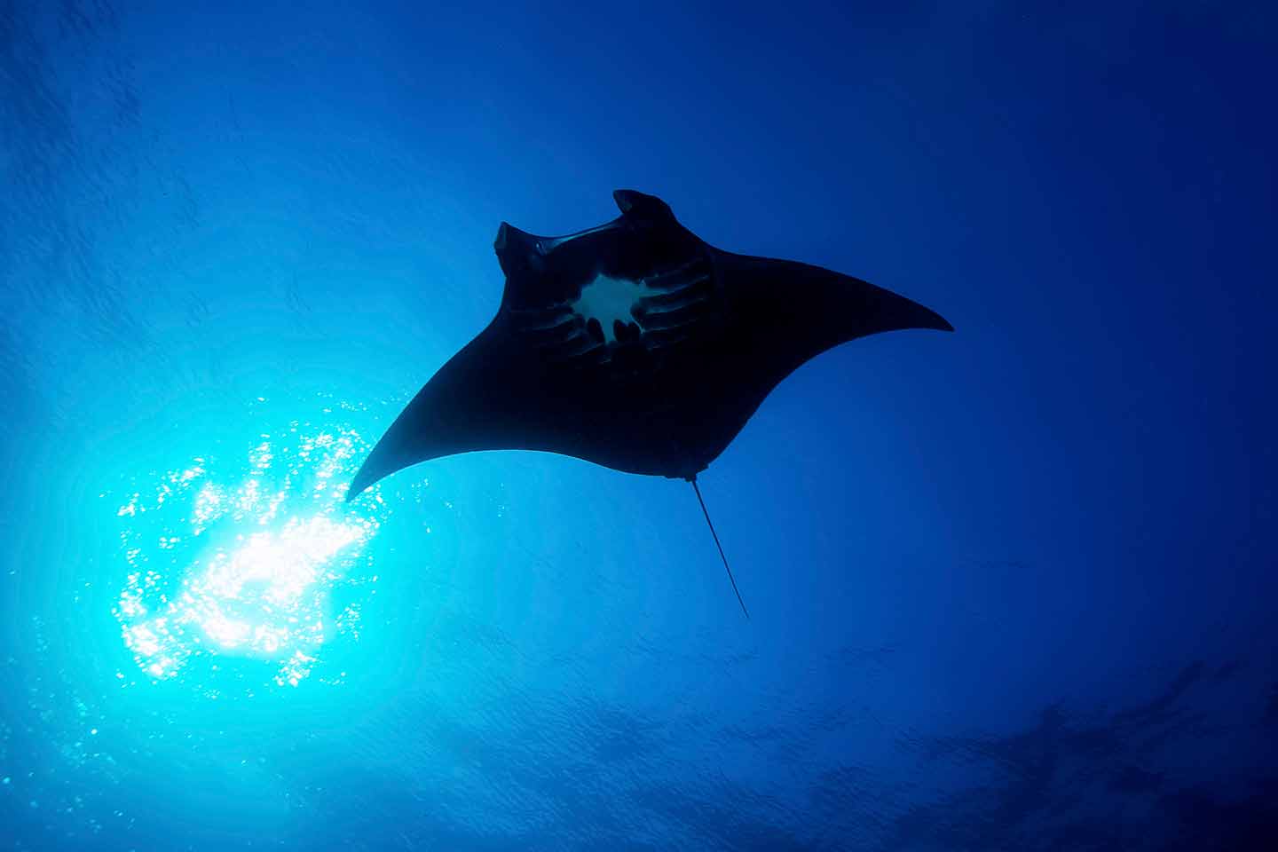 Manta