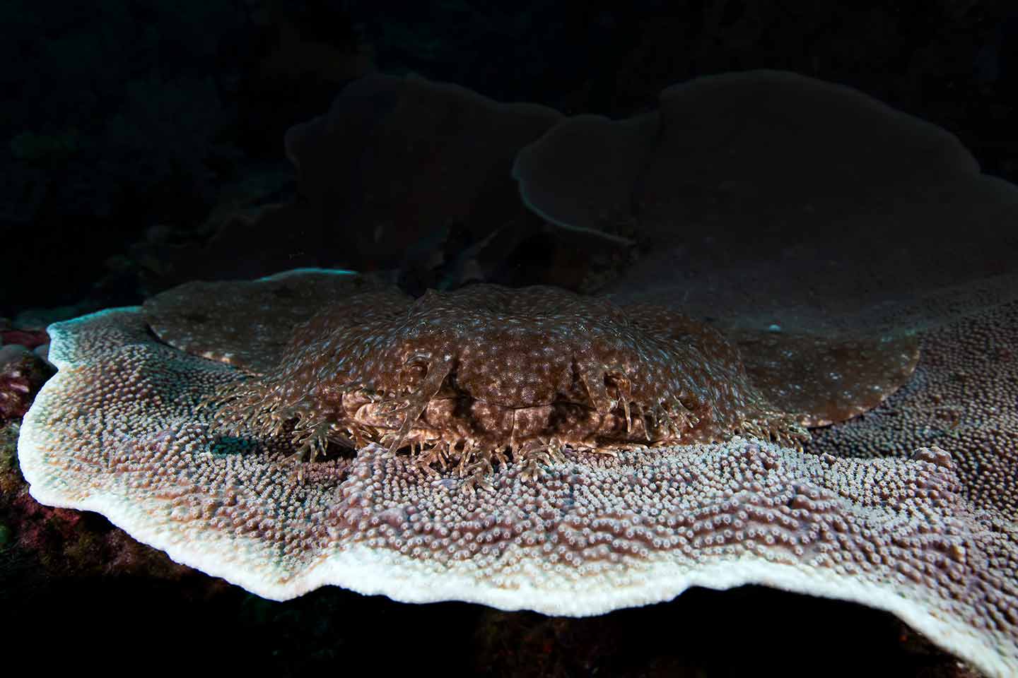 Wobbegong